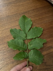 Fraxinus pennsylvanica