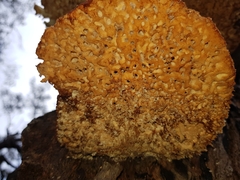 Laetiporus portentosus