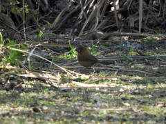 Cyanoloxia brissonii