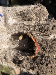 Arthurdendyus testaceus