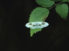 Problepsis eucircota