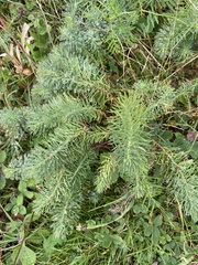 Euphorbia cyparissias