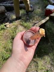 Stropharia rugosoannulata