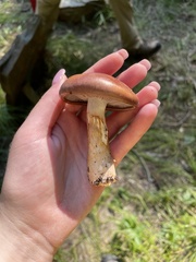 Stropharia rugosoannulata