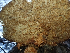 Laetiporus portentosus