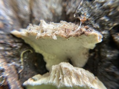 Rigidoporus populinus