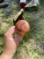 Stropharia rugosoannulata