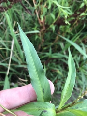 Persicaria decipiens
