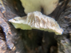 Rigidoporus populinus