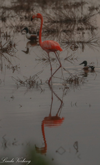 Phoenicopterus ruber