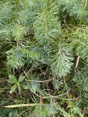 Euphorbia cyparissias