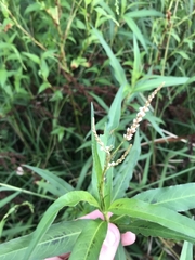 Persicaria decipiens