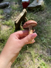 Stropharia rugosoannulata