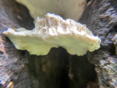 Rigidoporus populinus