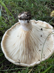 Lactarius psammicola