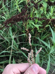 Persicaria decipiens
