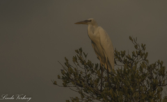 Ardea herodias occidentalis