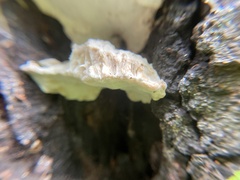 Rigidoporus populinus