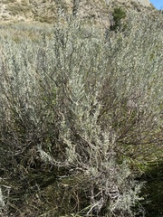 Artemisia cana