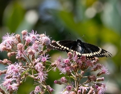 Papilio scamander