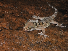 Hemidactylus maculatus