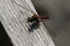 Sympetrum pallipes