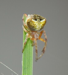 Araneus albotriangulus
