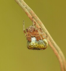 Araneus albotriangulus