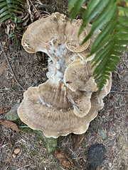 Bondarzewia occidentalis