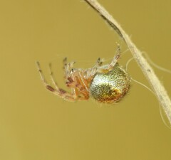 Araneus albotriangulus