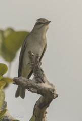 Vireo altiloquus