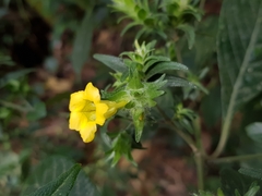 Strobilanthes crispus