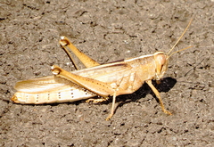 Schistocerca lineata