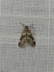 Hygraula nitens