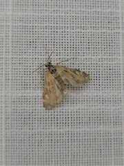 Hygraula nitens