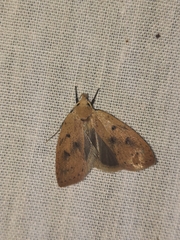 Machimia tentoriferella