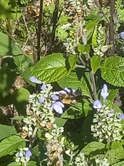 Xylocopa virginica virginica