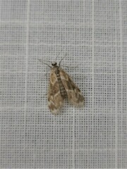 Hygraula nitens