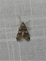 Hygraula nitens