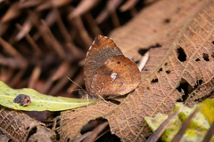 Godartiana muscosa