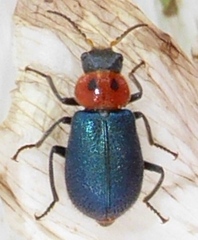 Collops bipunctatus