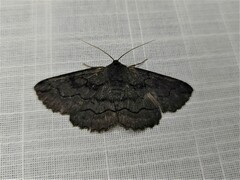 Melanodes anthracitaria