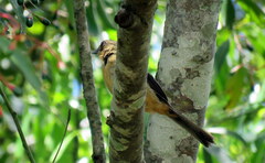 Trichothraupis melanops