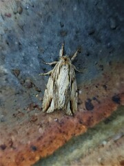 Ecnomodes sagittaria