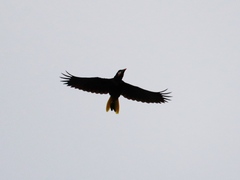 Psarocolius montezuma