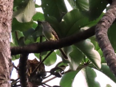 Myiarchus tuberculifer