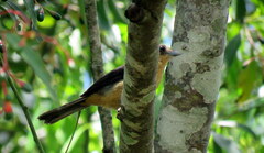 Trichothraupis melanops