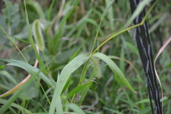 Setaria