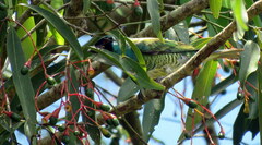 Tersina viridis