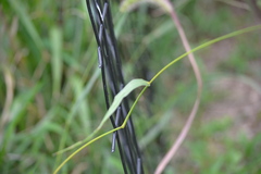 Setaria